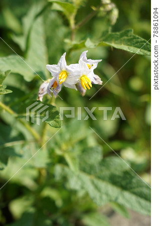 Warner Sobi 78861094