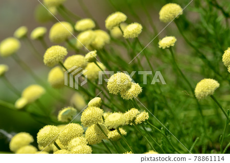 Green Santorinas 78861114