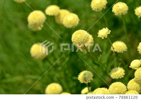 Green Santorinas Green Santorinas 78861120