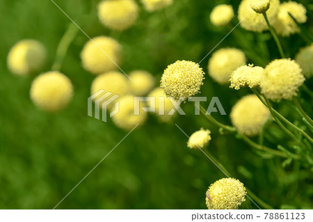 Green Santorinas 78861123