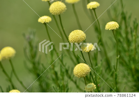 Green Santorinas 78861124