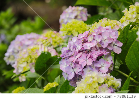 Hydrangea of Myohoji Temple Yamanashi 78861139
