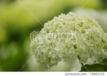 Hydrangea of Myohoji Temple Yamanashi Hydrangea of Myohoji Temple Yamanashi 78861150