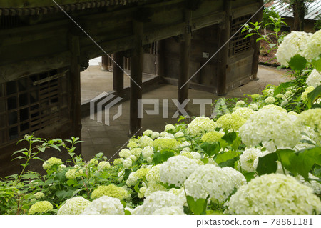 Hydrangea of Myohoji Temple Yamanashi 78861181