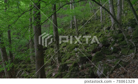 Unotawa的深綠色 78861329