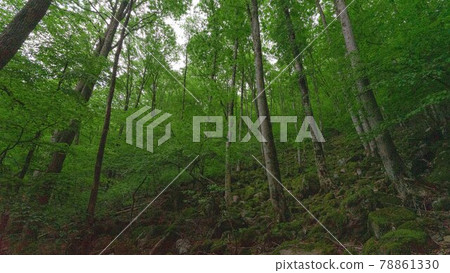 Unotawa Forest 78861330