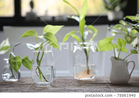 Devil ivy and others water plants in glass vase on brown wooden table 78861940