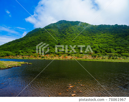 《群馬縣》6月杜鵑花盛開的赤城山角滿淵 78861967
