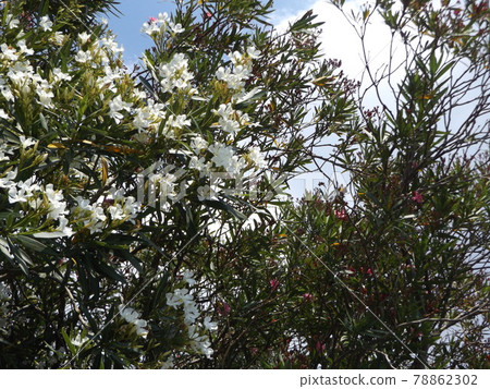 White flowers of flowering tree Oleander in Chiba City White flowers of flowering tree Oleander in Chiba City 78862302