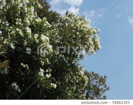 White flowers of flowering tree Oleander in Chiba City White flowers of flowering tree Oleander in Chiba City 78862303