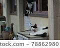 Yawning cat 78862980
