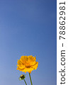 Blue sky and yellow flowers 78862981