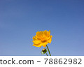 Blue sky and yellow flowers 78862982