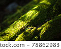Windthrow with moss 78862983