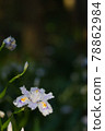 Shade iris 78862984