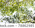 Looking up at the forest 78862985