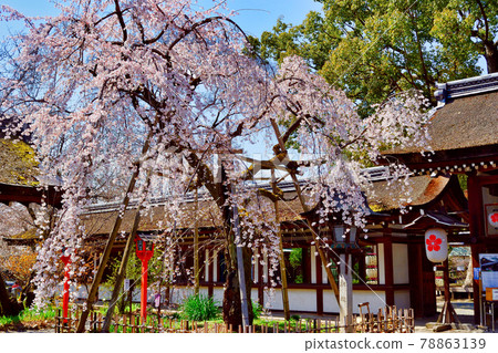 Sakigakesakura at Kyoto Hirano Shrine Sakigakesakura at Kyoto Hirano Shrine 78863139