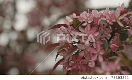 dark pink apple flowers on a young tree closeup dark pink apple flowers on a young tree closeup 78863221