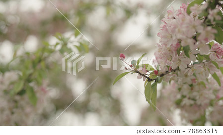 tender pinkish apple flowers on a young tree closeup 78863315