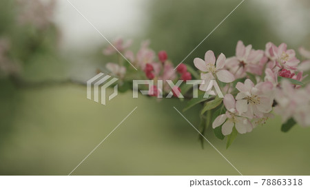 tender pinkish apple flowers on a young tree closeup tender pinkish apple flowers on a young tree closeup 78863318