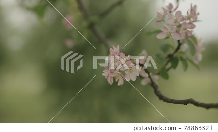 tender pinkish apple flowers on a young tree closeup tender pinkish apple flowers on a young tree closeup 78863321