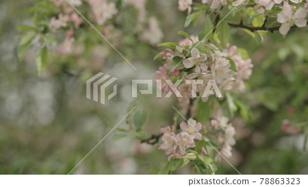 tender pinkish apple flowers on a young tree closeup 78863323