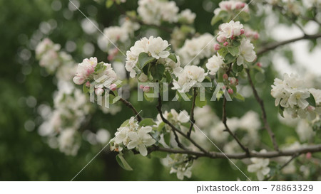 white apple flowers on a young tree closeup white apple flowers on a young tree closeup 78863329