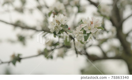 white apple flowers on a young tree closeup white apple flowers on a young tree closeup 78863340