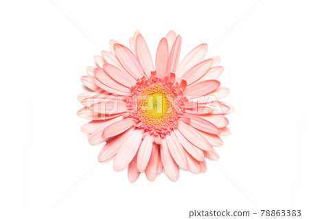 Pink gerbera flower on white isolated background. Pink gerbera flower on white isolated background. 78863383