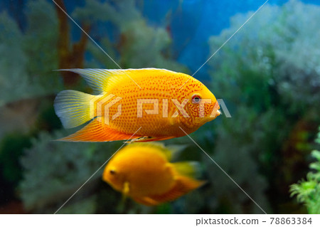 Heros severus or cichlasoma severum fish in aquarium on blurred background Heros severus or cichlasoma severum fish in aquarium on blurred background 78863384