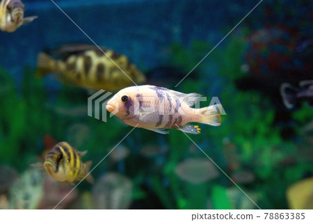 Aulonocara fish on green blur aquarium background Aulonocara fish on green blur aquarium background 78863385