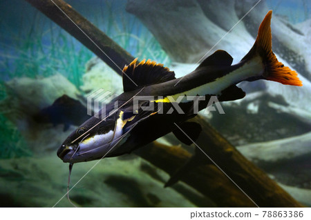 Red-tailed catfish phractocephalus hemioliopterus on natural background Red-tailed catfish phractocephalus hemioliopterus on natural background 78863386