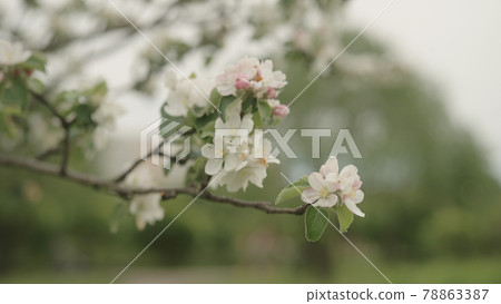 white apple flowers on a young tree closeup white apple flowers on a young tree closeup 78863387