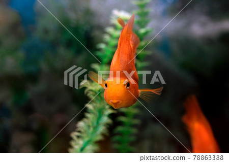 Orange red parrot cichlid on green blur aquariun background. 78863388
