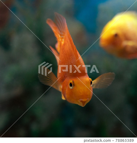 smiling curious orange fantail goldfish with outstretched fins, swimming towards on blurry natural background. smiling curious orange fantail goldfish with outstretched fins, swimming towards on blurry natural background. 78863389
