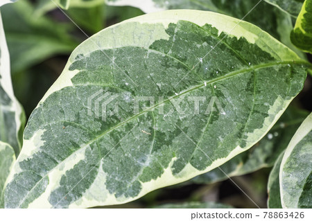 Plant with Green Leaves in the Garden Clicked Under Sunlight Plant with Green Leaves in the Garden Clicked Under Sunlight 78863426