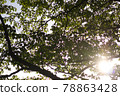 Sunbeams through the fresh green forest 78863428