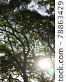 Sunbeams in the fresh green forest 78863429