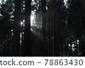 Mysterious sunlight on the cedar forest 78863430