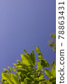 Blue sky and fresh green leaves 78863431