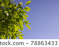Blue sky and fresh green leaves 78863433