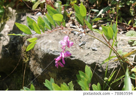 Flower of Flower 78863594