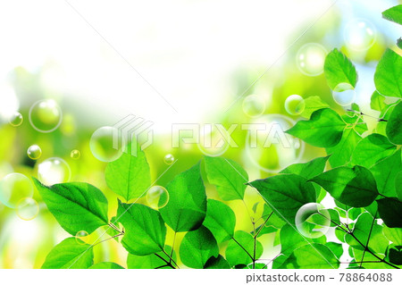 Background _ Fresh green Background _ Fresh green 78864088
