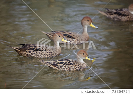 Yellow-billed Pintail, Anas georgica, group on pond Yellow-billed Pintail, Anas georgica, group on pond 78864734