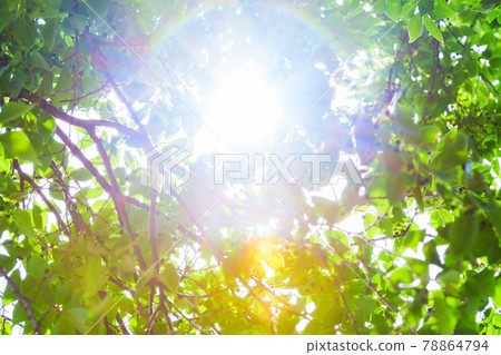太陽能可再生能源 [零排放圖片] 78864794