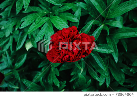 A red flower bud on a green leaf background. Simple spring background. A red flower bud on a green leaf background. Simple spring background. 78864804