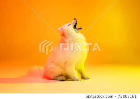 Portrait of beautiful white Samoyed dog posing isolated on yellow background in neon light. 78865161