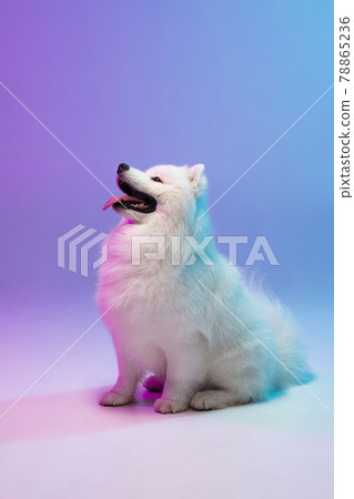 Portrait of cute white beautiful Samoyed dog posing isolated on blue background in pink neon light. 78865236