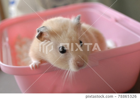 Hamster room 78865326