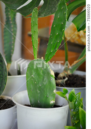 Opuntia cochenillifera, Opuntia or cactus 78866020
